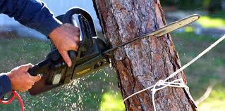 Best Tree and Shrub Care  in Ammon, ID