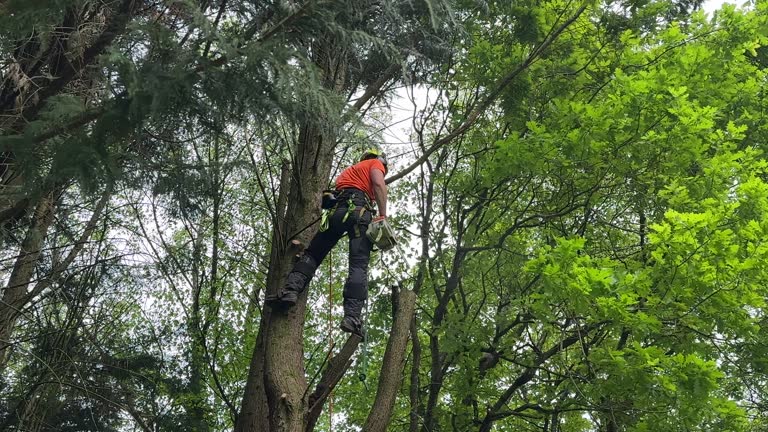 Best Fruit Tree Pruning  in Ammon, ID