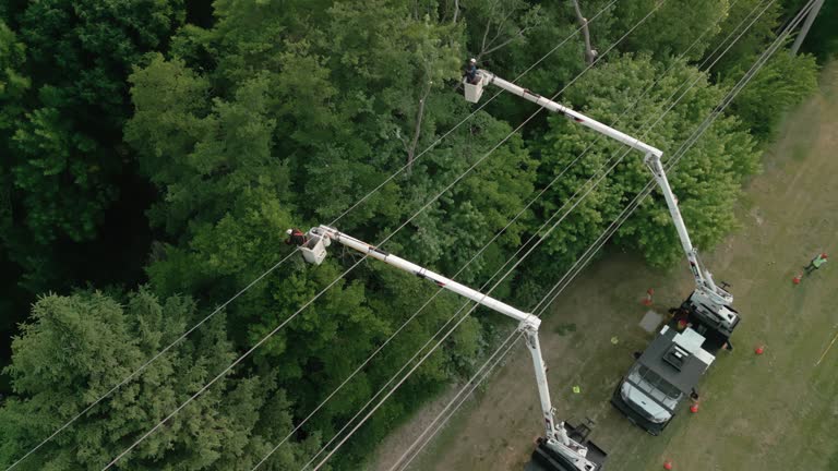 Best Commercial Tree Services  in Ammon, ID