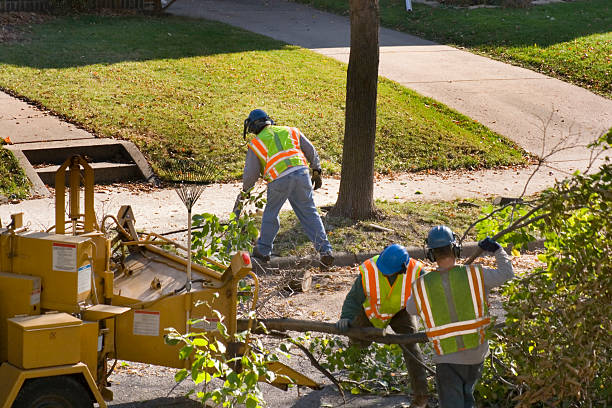 Best Arborist Consultation Services  in Ammon, ID