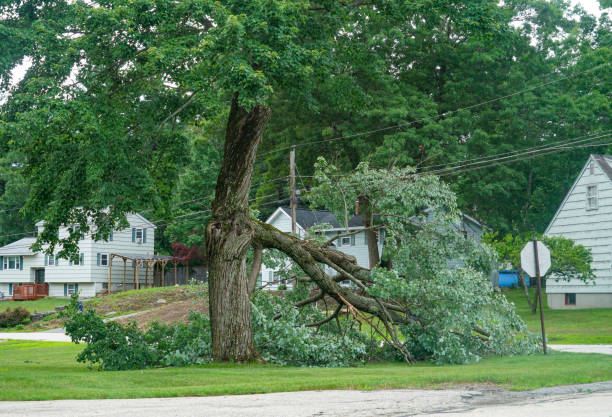 How Our Tree Care Process Works  in  Ammon, ID