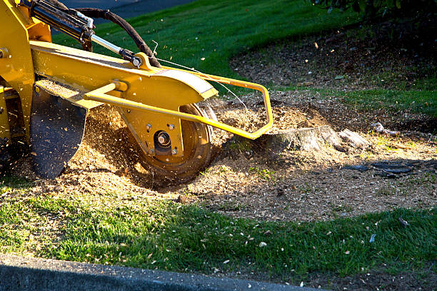 Best Emergency Tree Removal  in Ammon, ID