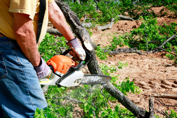 Best Grass Overseeding  in Ammon, ID