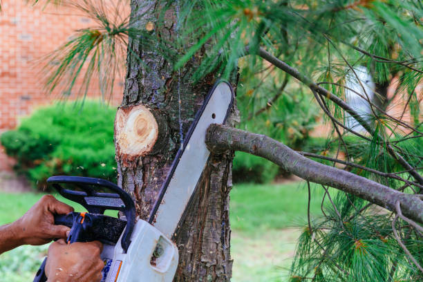 Ammon, ID Tree Removal Company